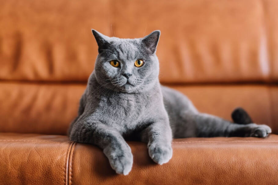 Apesar de comum, o acúmulo de bolas de pelo pode provocar vômitos e desconforto nos gatos (Imagem: PHOTOCREO Michal Bednarek | Shutterstock)