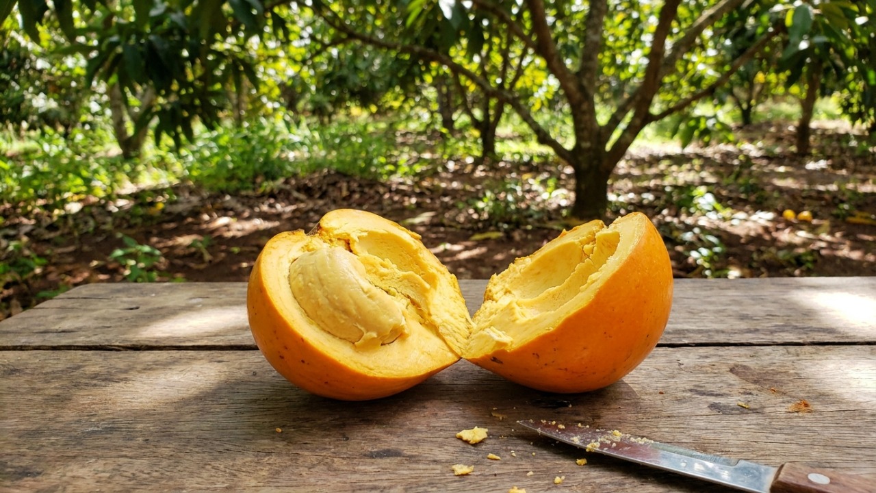 A fruta valiosa que possui tom de gema de ovo e gosto de doce de leite