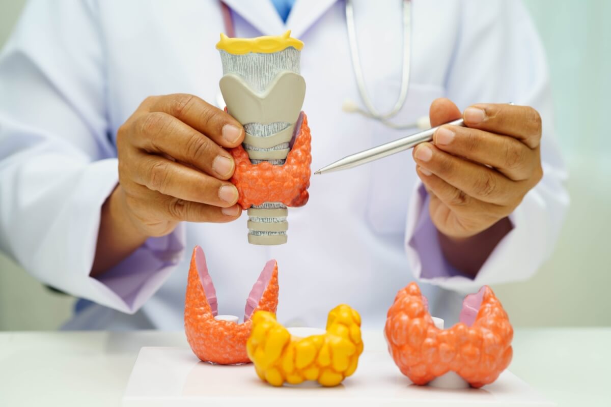 Dia Internacional da Tireoide: 6 curiosidades sobre a glândula