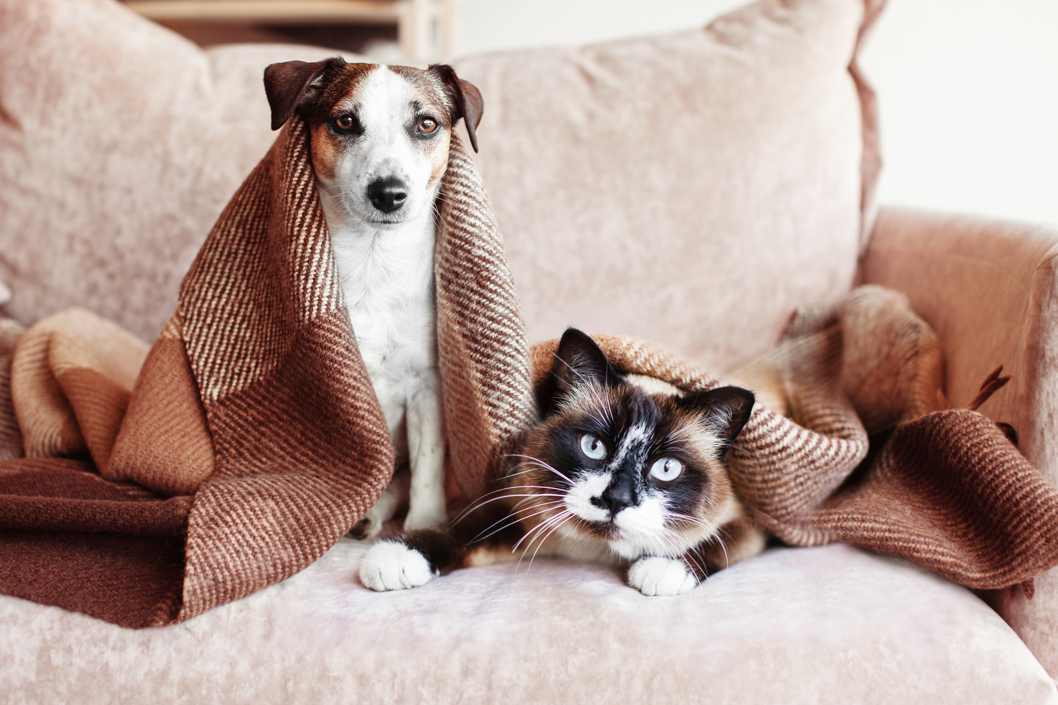 Como aliviar dores articulares dos animais no frio