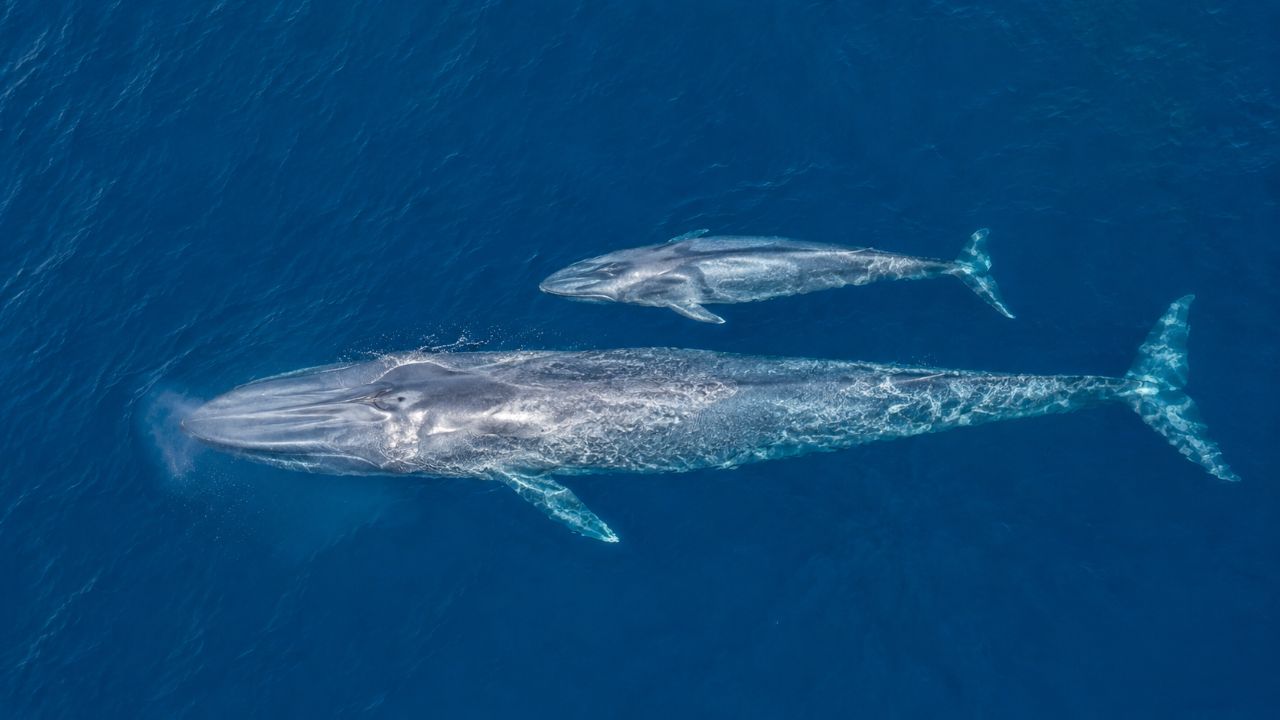 Recorde sem precedentes: este é o espécime do maior animal do mundo e foi avistado na Patagônia A baleia azul fascina cientistas por seu tamanho colossal, curiosidades únicas e comportamento.