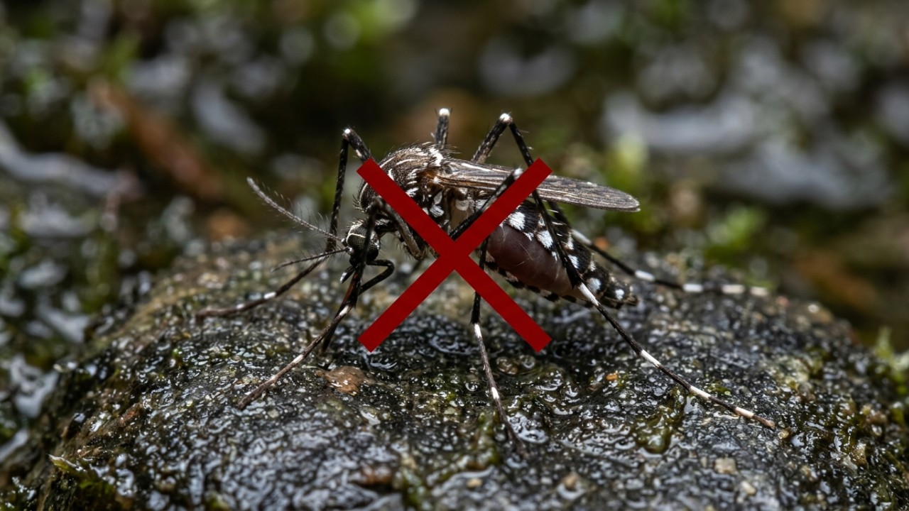 Para reduzir os mosquitos, bloqueie este ponto dentro de casa, existe uma entrada interna fácil de passar despercebida Medidas simples como a instalação de telas de proteção eliminam os esconderijos domésticos utilizados pelos vetores. – Imagem gerada por IA