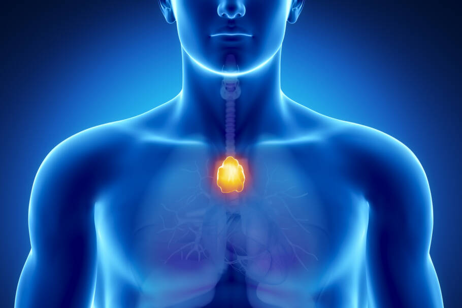 O órgão esquecido que poderia prever quanto tempo você viverá O mesmo órgão também foi associado a melhores respostas à imunoterapia contra o câncer