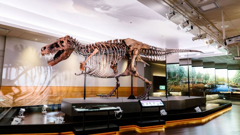 Por décadas, os brasões do Tyrannosaurus rex foram quase uma piada científica.