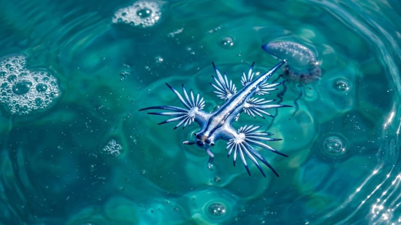 Glaucus atlanticus, mais conhecido como dragão-azul do mar