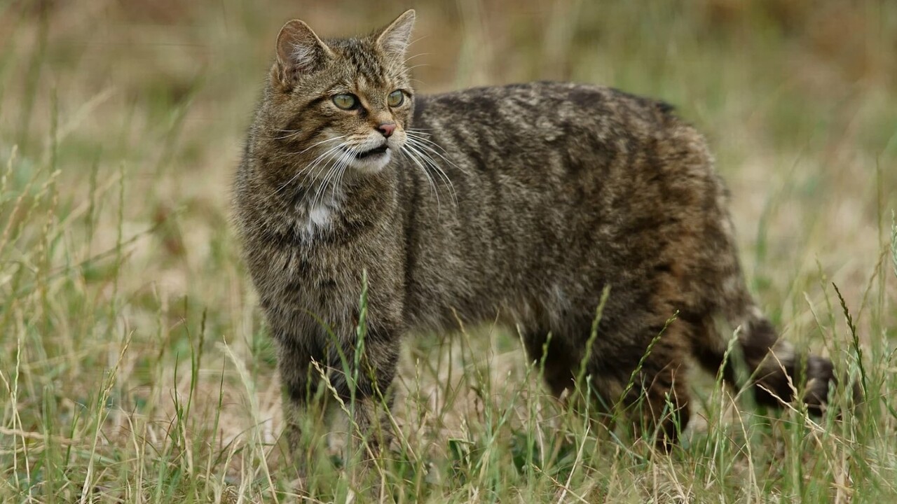 O gato-bravo-de-patas-negras é pequeno, pesa menos que muitos gatos domésticos, mas impressiona por registrar uma das maiores taxas de sucesso em caçadas