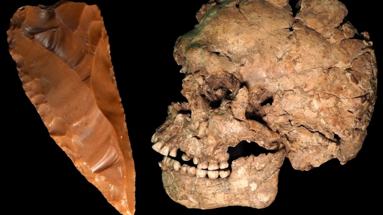 Análise de maxilar ancestral identifica forte impacto provocado por objeto afiado.