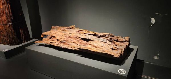Museus orgânicos mantêm a memória de Uberaba viva Imagem CT2ZD37G