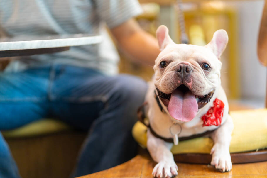 Viajar com pets exige atenção a regras e documentos