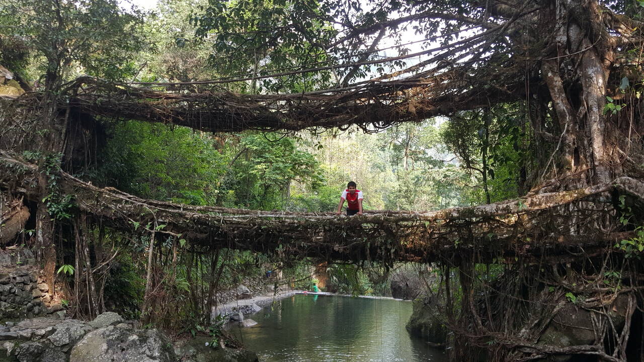 Moradores deste país fazem pontes com ‘raízes vivas’ de árvores que atravessam rios e duram séculos As pontes de raízes vivas, em Meghalaya, no nordeste da Índia, impressionam por unir engenharia natural e tradição
